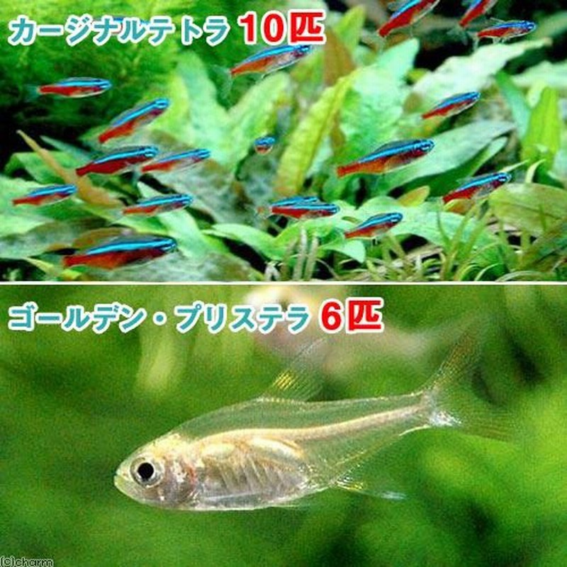 熱帯魚）カージナルテトラ（ワイルド）（１０匹） ＋ ゴールデン・プリステラ（６匹） 北海道・九州航空便要保温 通販 LINEポイント最大0.5%GET  | LINEショッピング