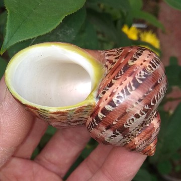 天然海螺貝殼貓眼螺 古文螺 魚缸水族造景裝飾卷貝魚寄居蟹換殼