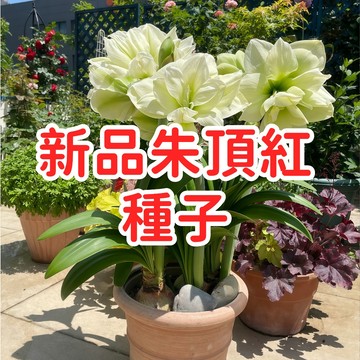 【新品朱頂紅種子】室內盆栽 庭院造景 陽台種植 易活好養 開花大朵 鮮豔花色 多年生 播種繁殖 四季可種 花卉種子