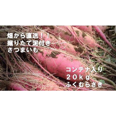 ふるさと納税 BZ-25 2023年度産20kgコンテナ入りサツマイモ（ふくむらさき） 茨城県行方市