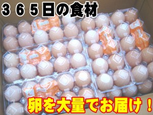 日常の食材 卵を大量でお届け 鶏卵 Lサイズ1箱20パック入