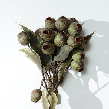 豌豆射手植物花植物大戰僵尸果尤加利果大果桉樹果進口真花插花1入