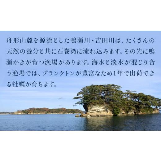 ふるさと納税 宮城県 東松島市 宮城県  奥松島産 鳴瀬かき 生食用 600g2023年11月頃配送開始予定 牡蠣 かき カキ 生かき むき身