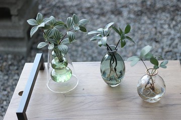 水培植栽│多葉蘭_室內植物 辦公室盆栽 店內擺設