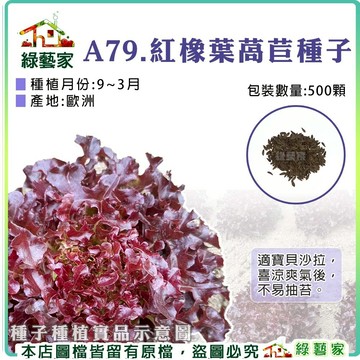 A79.紅橡葉萵苣種子500顆(紅橡木萵苣)(適寶貝沙拉，喜涼爽氣後，不易抽苔)葉菜類種子【綠藝家】
