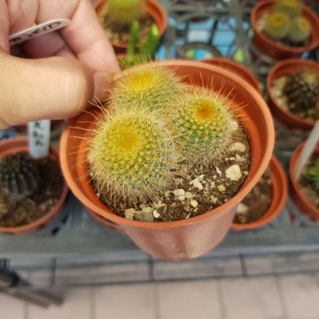 P老闆園藝~金晃仙人掌/仙人掌 3吋盆 1吋盆