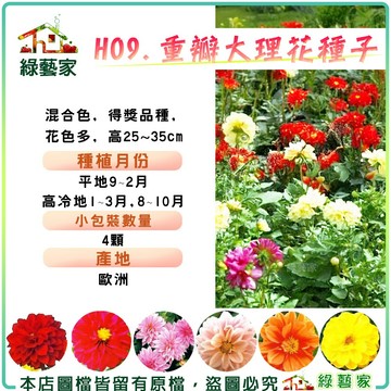 【綠藝家】H09.重瓣大理花種子4顆(混合色，得獎品種，花色多，高25~35cm)花卉 花類種子