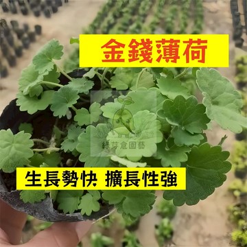 🌱早熟高產 金錢薄荷種子BH-21 生長勢快 擴長性強 蕃荷葉 土薄荷 升陽菜 野薄荷 南薄荷 易種植 高產陽台盆栽種籽