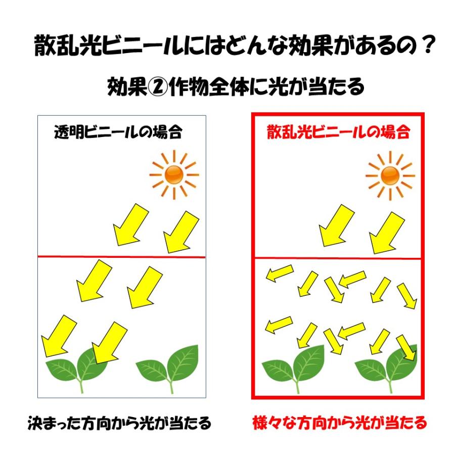 （梨地）無滴 0.10mm厚 1000cm幅 希望長さ(m)を数量に入力 農ビ 三菱 散乱光 ナシジ  農業用 ビニールハウス用 トマト イチゴ 育苗 家庭菜園