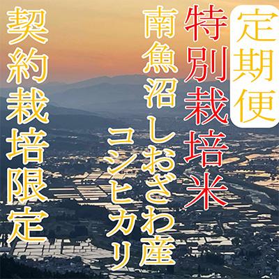 ふるさと納税 南魚沼市 生産者限定 南魚沼しおざわ産コシヒカリ全12回