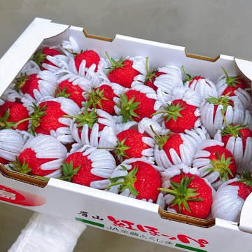 【帕查嬤嬤】🇯🇵日本 德島 眉山 紅顏草莓 1kg禮盒🍓｜日本草莓禮盒