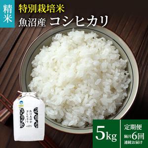 ふるさと納税 定期便　隔月全6回お届け　特別栽培米 魚沼産コシヒカリ（精米）5kg 新潟県魚沼市