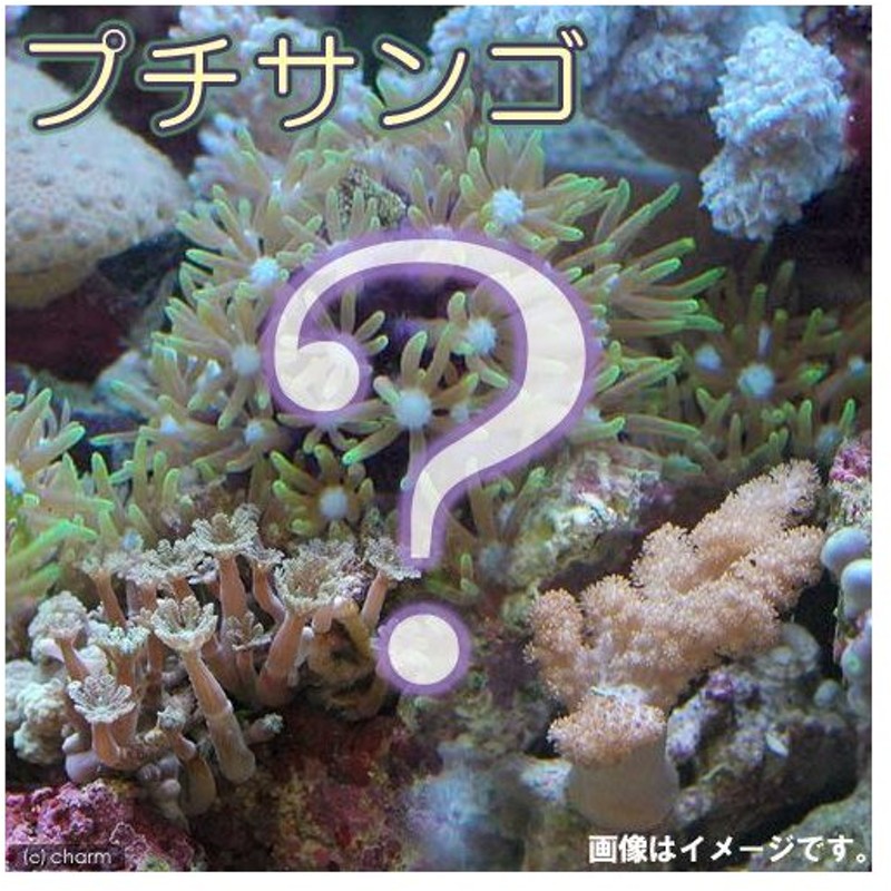 サンゴ お一人様３点限り おまかせプチサンゴ ソフトコーラル １個 北海道航空便要保温 通販 Lineポイント最大0 5 Get Lineショッピング