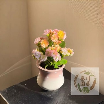 【台灣現貨】（彩虹長壽花）繽紛多彩花色四季開花 新手陽台首選 花期超長180天 花色豐富多選 好養耐旱 室內盆栽佳禮