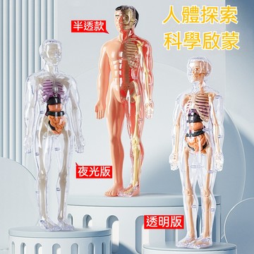 ✈新北發貨✨人體器官玩具人體骨架模型仿真拚裝軀幹結構內臟科敎類玩具 人體器官模型人體拼裝模型 人體器官模型 人體仿真模型