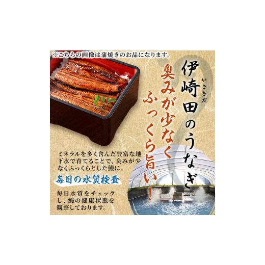 ふるさと納税 鹿児島県 志布志市 鹿児島県産 伊崎田のうなぎ白焼き ＜120g以上＞× 5尾(計600g以上) b7-005