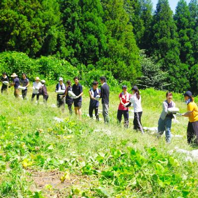 ふるさと納税 佐倉市 採れたて直送!旬のお野菜セット Mサイズ(8品目以上)