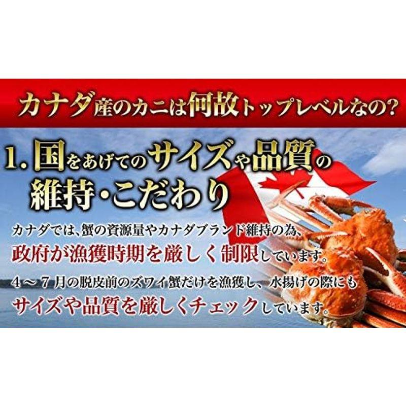 食の達人森源商店 姿ズワイガニ 高級カナダ産 ボイル済み 3kgセット(5?6尾) カニ かに 蟹 味噌 グルメ