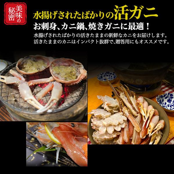 2杯組 国産 生 松葉ガニ 活き  (600g~700g×2匹)  兵庫県産 ブランドタグ付き 極上 生姿 活蟹 松葉蟹 ズワイガニ 日本海 ブランド蟹 産地直送  冷蔵クール便配送