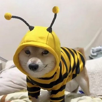 搞怪小狗狗衣服貓咪秋冬款泰迪比熊博美雪納瑞寵物小型幼犬冬保暖