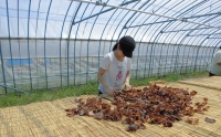 小野寺農園の乾燥キクラゲ2袋 乾燥椎茸2袋