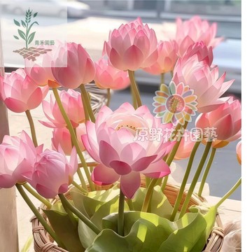 青禾園藝台灣品種（已開口）🪷50款碗蓮種子（小型蓮花荷花睡蓮）四季開花水培水養~7天發芽無土盆栽魚塘魚缸綠植禪意