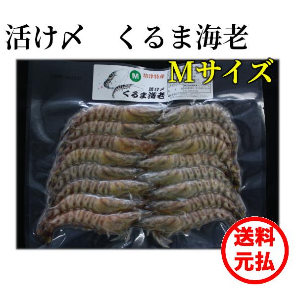 鹿児島産クルマエビ　冷凍　300g x ２袋　Mサイズ　14〜18尾入／袋