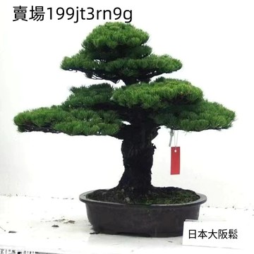 現貨🌳【盆栽松樹種子】（100粒）招財旺宅 四季盆栽種植 迎客松 黑松 美人松 油松種子 日本壽松 旺宅好運 觀賞盆栽