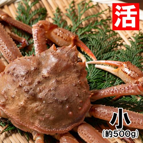 香住産・活松葉がに(小)(約500g)1匹(カニ かに 蟹 ズワイガニ ずわいがに 松葉ガニ 松葉蟹 お取り寄せ 産地直送)