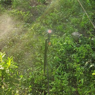 灑水達人 兩分360度噴灑POM材質50公分腳架