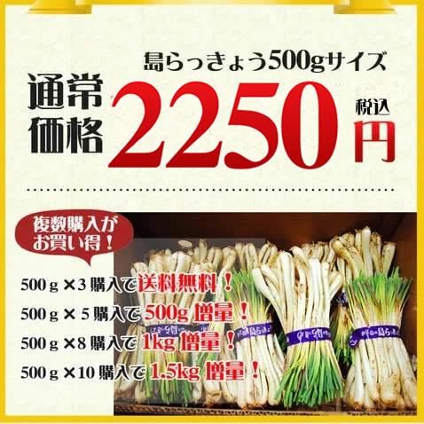 島らっきょう 生 500g 伊江島産 沖縄 お取り寄せ グルメ