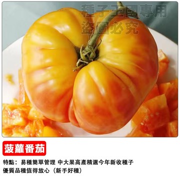 鳳梨番茄種子 盆栽水果番茄 可留種 彩虹色小番茄 生食聖品 觀賞食用 家庭農場 園藝療癒 台灣現貨