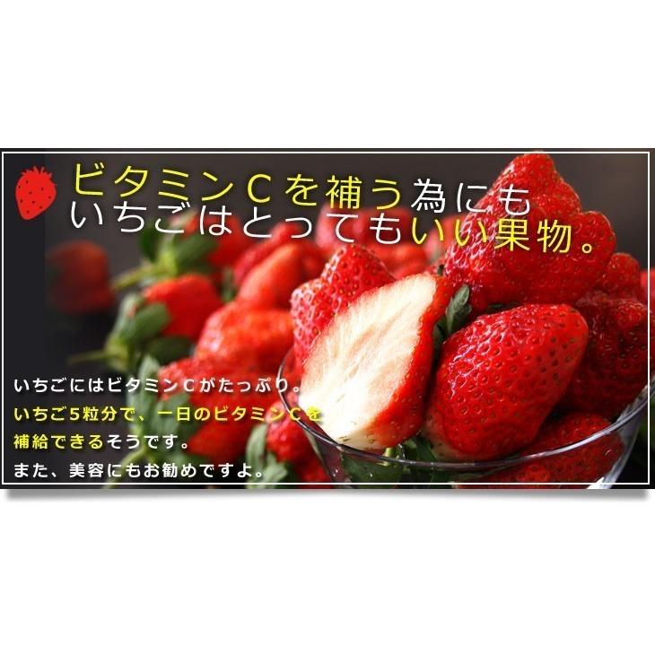 栃木県より産地直送 渡辺さんちのTちゃんいちご(とちあいか) 350g以上 　3Lサイズ(9粒から15粒)　 苺 イチゴ ストロベリー 送料無料 クール便