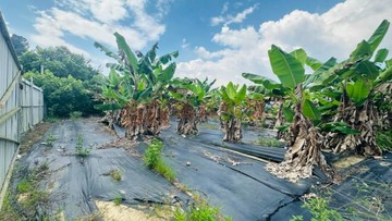 陳依佳專任埔里南村錢潮賺錢美地｜南投縣埔里鎮中山路四段