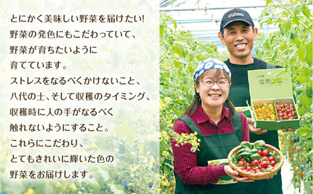  八代市産 宮島農園 ミニトマト (ミックス)1.2kg