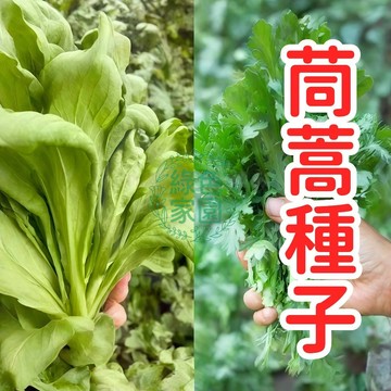 💥台灣發貨💥【 茼蒿菜種子】皇帝菜種子 速發高產 耐熱耐寒 家庭菜園必備 簡單易種   盆栽地栽  從播種到收成快速