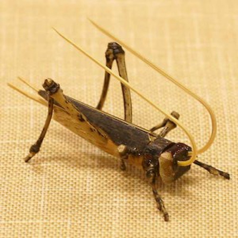 駿河竹千筋細工 竹の昆虫 きりぎりす 静岡県伝統工芸品 久保田正嘉 作 通販 Lineポイント最大1 0 Get Lineショッピング