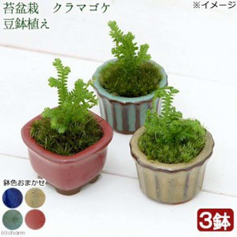 山野草 苔盆栽 クラマゴケ 豆鉢植え ３鉢 通販 Lineポイント最大1 0 Get Lineショッピング