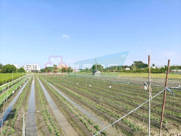 田尾柳鳳路一彎田｜彰化縣田尾鄉三豐段