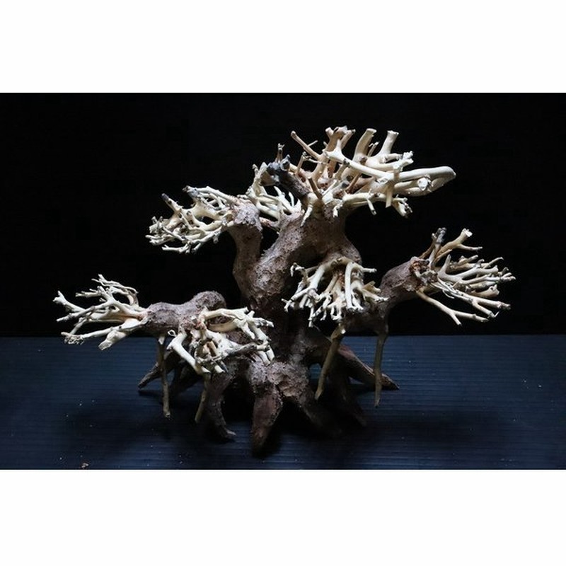 水草 No L 極上 1点物 盆栽流木 個体販売 21 13 H15 Cm レイアウト流木 通販 Lineポイント最大0 5 Get Lineショッピング