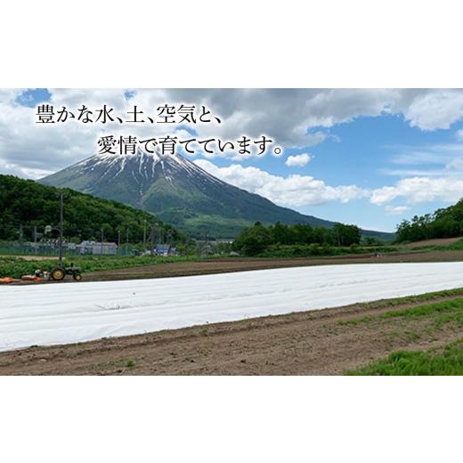 ふるさと納税 北海道 喜茂別町 2024年分予約開始！喜茂別産 採れたて！ホワイトアスパラ