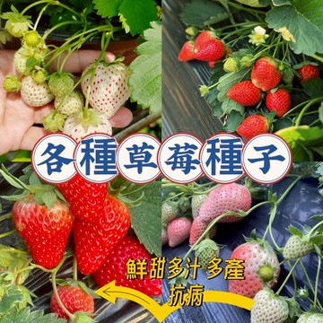 現貨💥【 精選優質草莓種子】 四季草莓籽種子 二號草莓種子 盆栽草莓 當年結果 鮮甜多汁 四季可種 庭院陽台種植