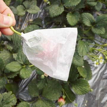 防蟲袋 櫻桃套袋冬棗套袋杏套袋紙袋防蟲防病害污染套出綠色食品草莓套袋【MJ13101】