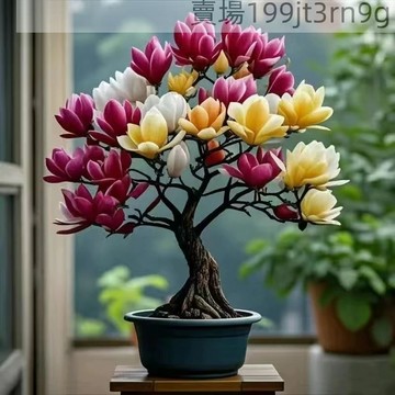 現貨  新品種矮化玉蘭（50粒）陽臺庭院盆紅玉蘭 黃玉蘭 白玉蘭 紫玉蘭花種子 耐寒易養活 四季常青 發芽率高達90%