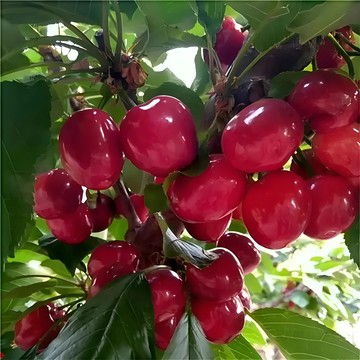 青禾園藝-美早櫻桃種子YT-6 紅大果櫻桃車厘子個頭大~甜水果種子高產多年生盆栽庭院陽台可種植耐熱耐寒#自留種