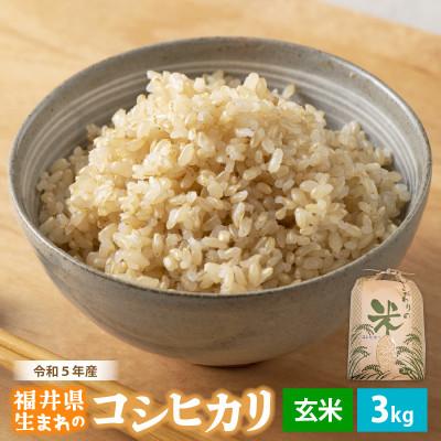 ふるさと納税 越前町 令和5年産　コシヒカリ(玄米)　3kg