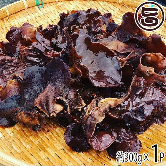 愛媛県産 高級生きくらげ 天使のききみみ 黒 300g×1P 愛媛 土産 純国産・農薬不使用 食材