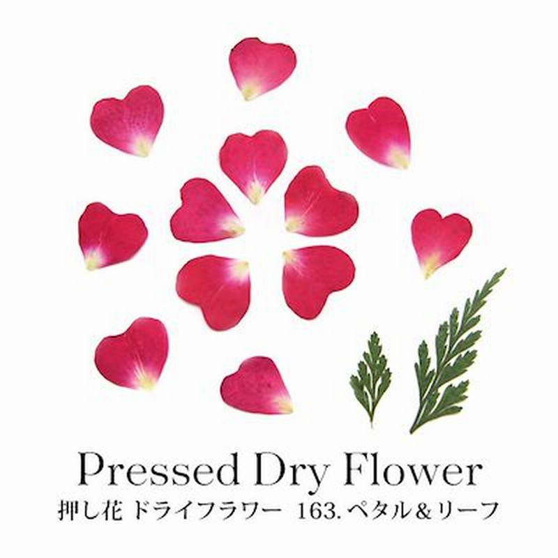 押し花 ドライフラワー 163 ペタル リーフ ネイル 押し花 パーツ フラワー 花びら 花弁 薔薇 バラ ローズ ハート 葉 リーフ レジン封入 ジェル アート 材料 植物 ピアス イヤリング 通販 Lineポイント最大1 0 Get Lineショッピング