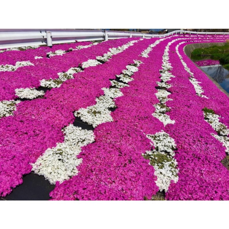 芝桜（シバザクラ）ダニエルクッション30株 送料無料（沖縄県 北海道