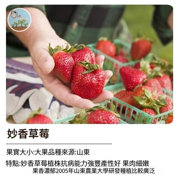妙香草莓種子 台灣現貨 四季草莓 家庭盆栽 陽台種植 水果種子 自栽自種 觀賞食用 易種活 送栽種手冊 當季可播